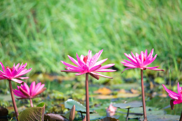 Beautiful Pink Water lilies in pond