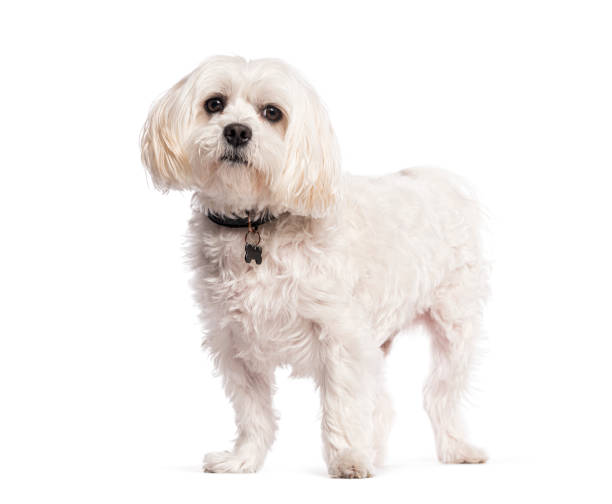 istock White boomer dog standing and wearing a collar with tag 2190088752