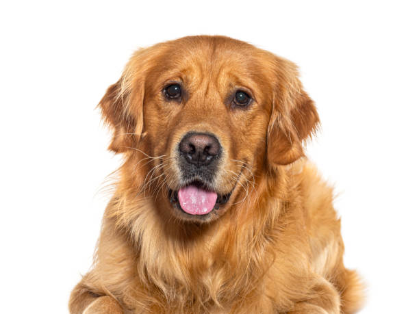 istock Golden retriever lying down and panting on white background 2190088794
