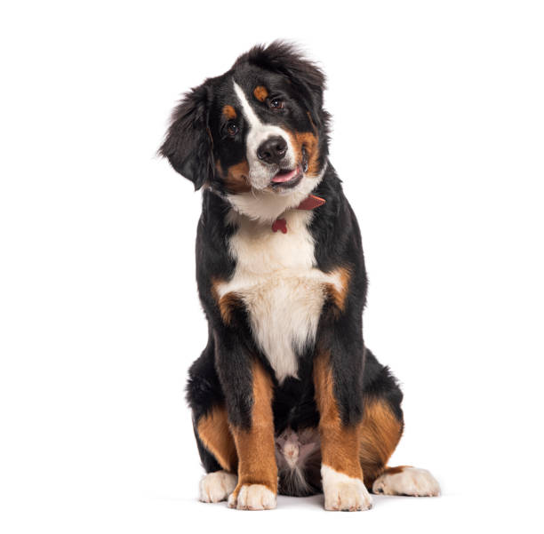 istock Bernese mountain dog puppy tilting its head and panting 2190088829