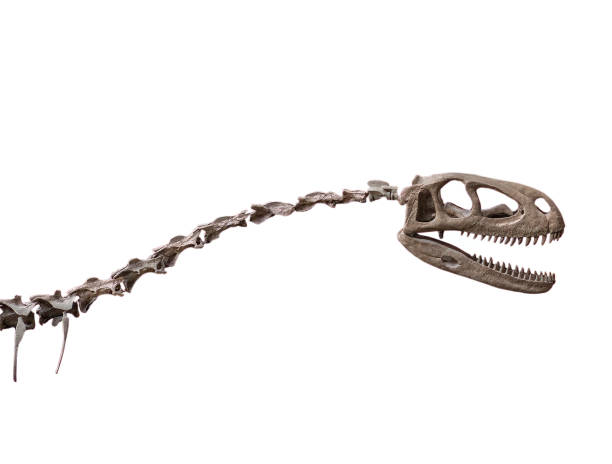 istock fossil skeleton of dinosaur on white, isolated 2190089278