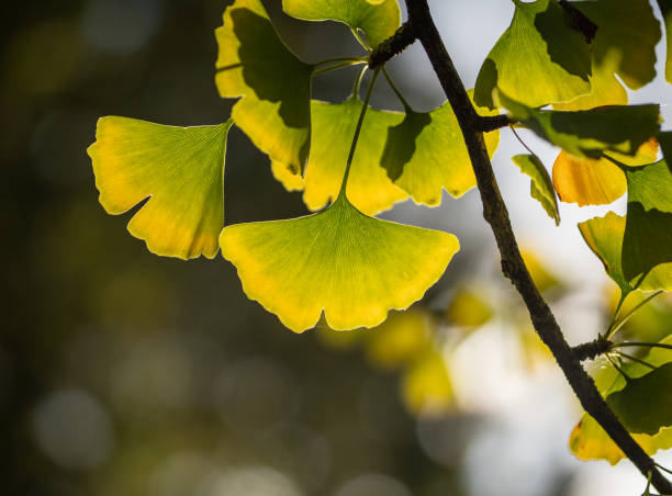 istock ginkgo leaves in the forest 2190089290