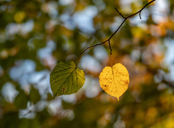 istock autumn leaves  in the forest 2190089317