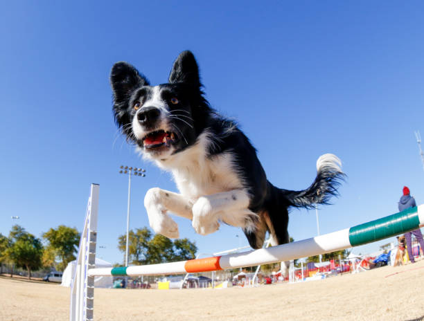 istock Extreme close up at a low angle of a border collie 2190089322