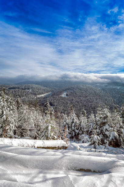 istock View over snow capped winter forest landscape 2190089611