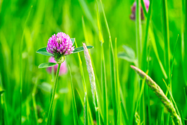 Red clover flower in green meadow, closeup, shallow depth of field