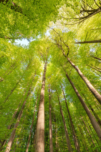 istock Experience the lush green canopy a breathtaking view observed from below the trees, sustainability 2190091326