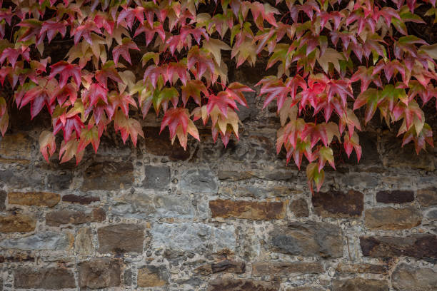autumn ivy leaves on ancient stone wall