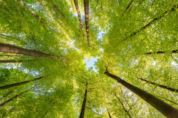 istock Experience the lush green canopy a breathtaking view observed from below the trees, sustainability 2190091382