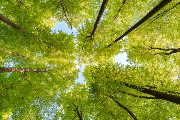 istock Experience the lush green canopy a breathtaking view observed from below the trees, sustainability 2190091404