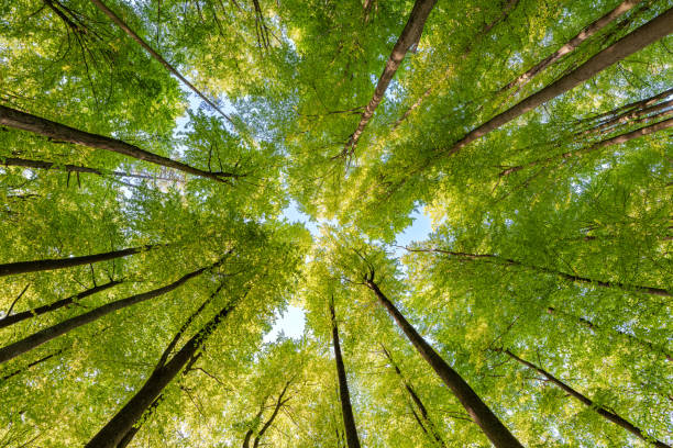 istock Experience the lush green canopy a breathtaking view observed from below the trees, sustainability 2190091417