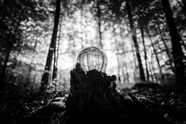 A breathtaking black and white depiction of a serene forest scene featuring a glowing orb resting on a mossy rock