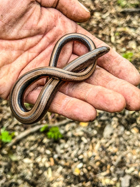 istock Biologist holding a slow worm in the forest 2190092499