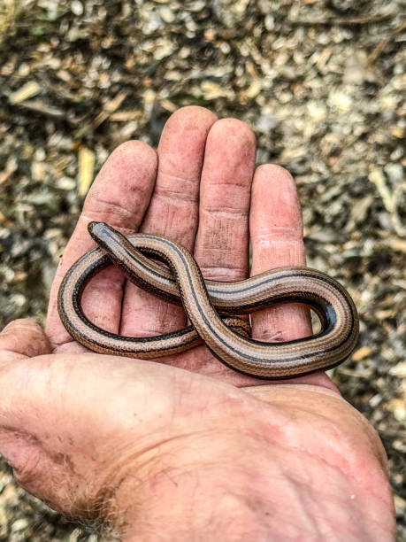 istock Gardener holding a slow worm in open palm 2190092502