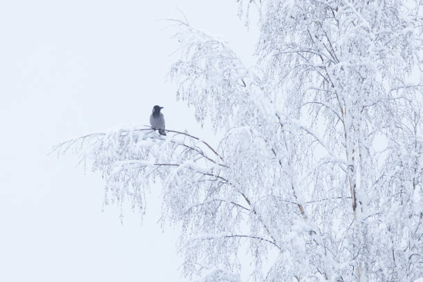 Hooded crow perched on a snowy Birch branch during a cold spring day in rural Estonia, Northern Europe