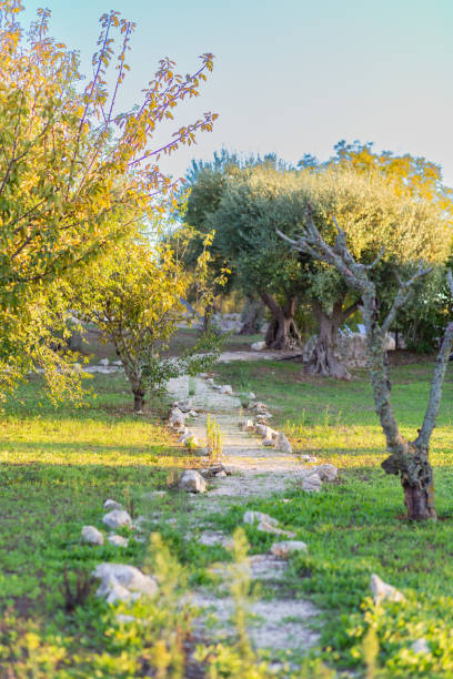 istock Rural path landscape in an olive tree field walkway 2190092729