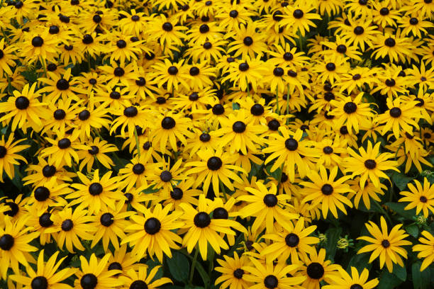 istock blooming yellow flower as nature background 2190095988