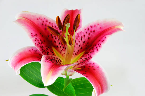 blooming pink lily isolated on white background