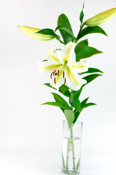 istock fresh lily in the glass vase isolated on white background 2190096041
