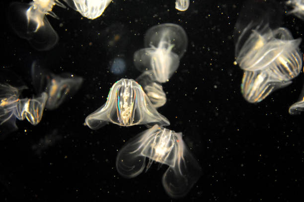 istock jelly fish with twilight on the dark background 2190096067