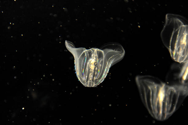 istock jelly fish with twilight on the dark background 2190096073