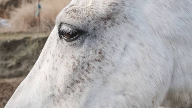 istock White horse showing brown spots and long eyelashes 2190096800
