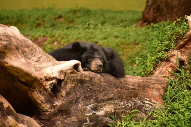 istock Black bear at the Mysore zoo, Mysore, Karnataka, India 2190098528