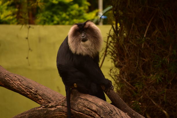 Lion tailed macaque at the Mysore zoo, Mysore, Karnataka, India