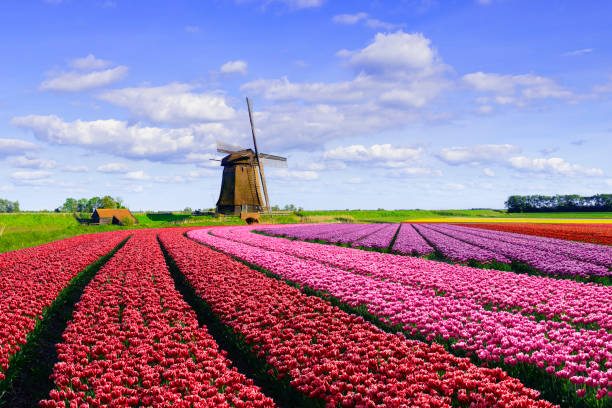 istock Tulips and Windmill in the Netherlands 2190098649