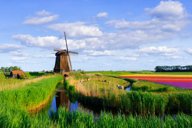 Tulips and Windmill in the Netherlands