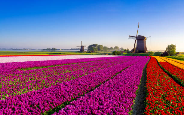 istock Tulips and Windmill in the Netherlands 2190098689