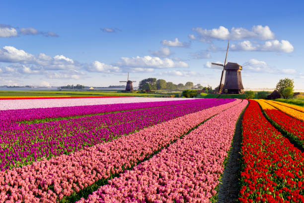 istock Tulips and Windmill in the Netherlands 2190098710