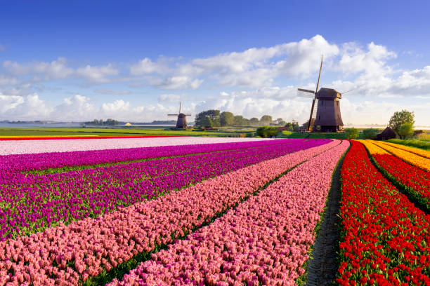 istock Tulips and Windmill in the Netherlands 2190098713