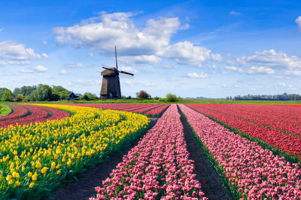 istock Tulips and Windmill in the Netherlands 2190098755
