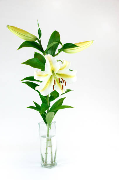 istock fresh lily in the glass vase isolated on white background 2190098791