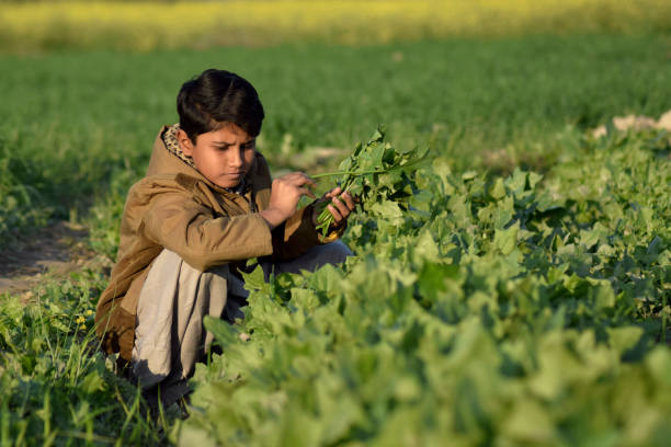 A rural land lord boy working in the field