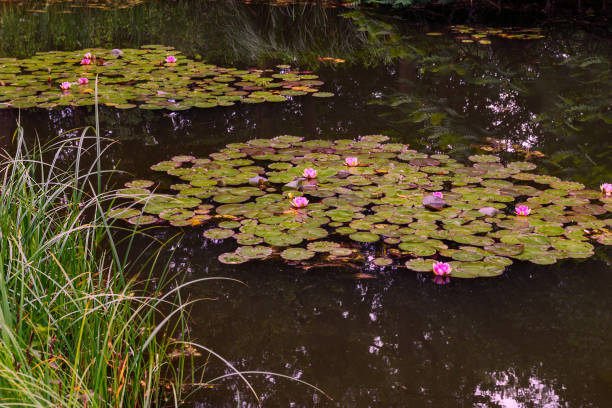 istock Decorative pond with water lilies in the garden 2190098900