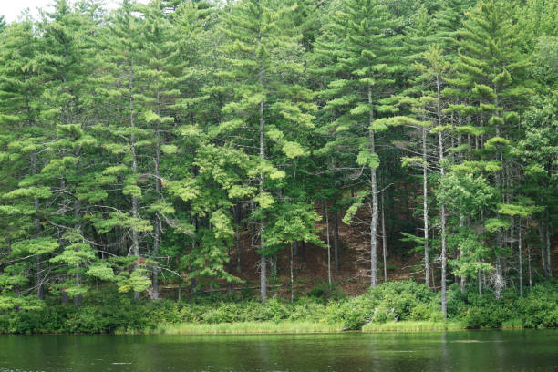 istock green tree forest and lake in the park 2190099335