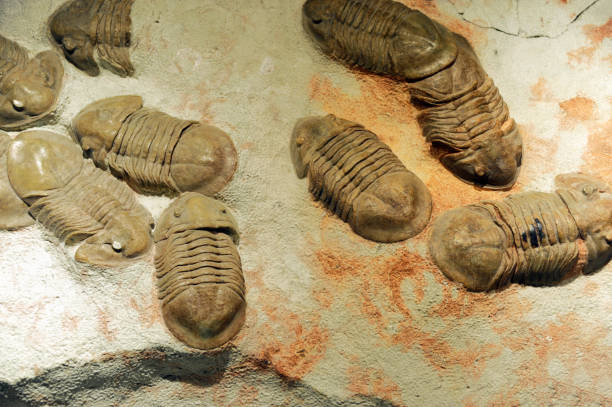 insect fossils