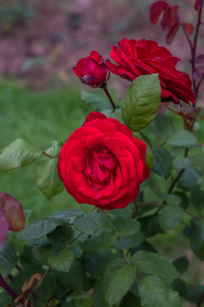 istock Rose Shalom. Exquisite varieties of roses 2190100332