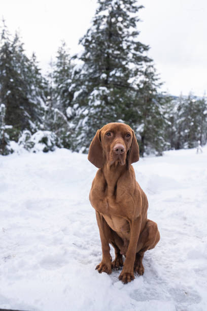 Cute dog Vizsla sitting on snow