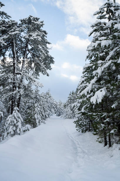 istock Forest narrow road covered with  snow 2190103008