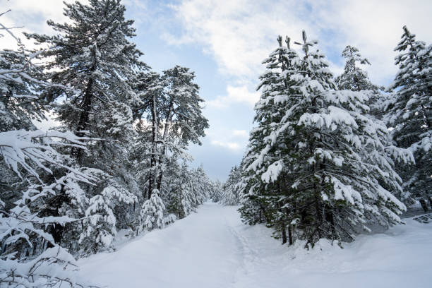 Forest narrow road covered with  snow