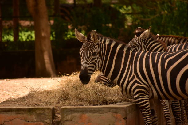 istock Zebra at the Mysore zoo, Mysore, Karnataka, India 2190103588