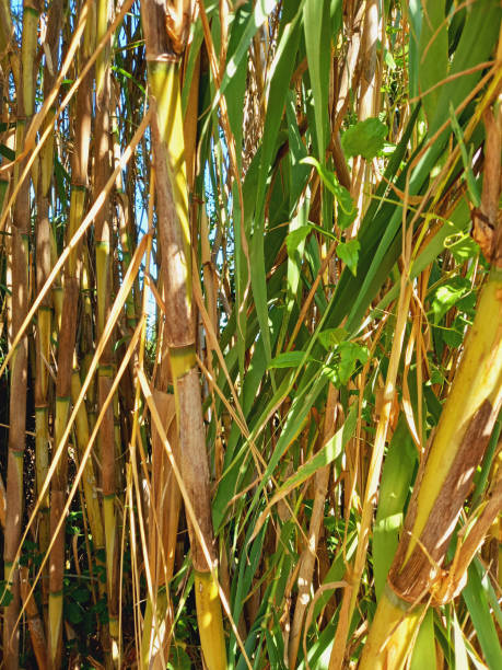 istock Bamboo forest background. Full frame tropical vegetation. Leaves and tall bamboo stems. 2190104020