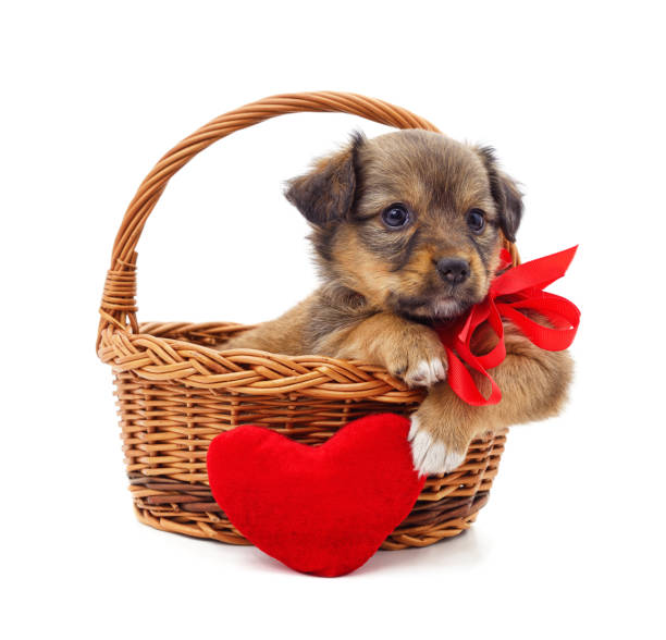 istock Little puppy in a basket with heart. 2190105295