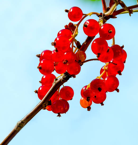 Ripening redcurrant in summer garden. Bright blue background, close up. No AI tools were used