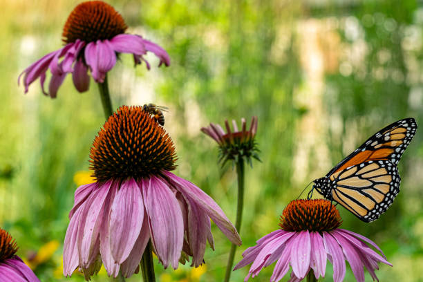 Cone flowers and monarch butterfly
