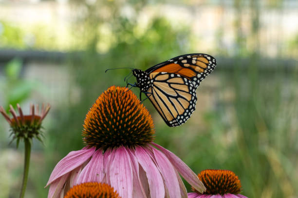 istock Beautiful monarch butterfly and cone flower 2190106021