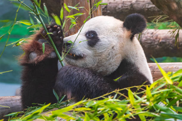 The Giant Panda Bear sits while eating a bamboo stalk
